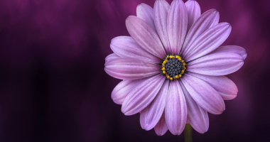 コスモス、紫色の花