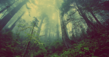 森、霧、木